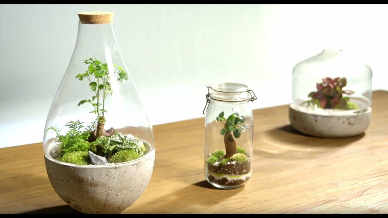 Plante dans un bocal: comment fabriquer votre propre terrarium ?